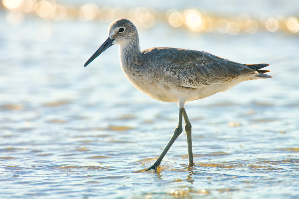 Willet on Fort Myers Beach
